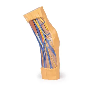 3D Printed Cubital Fossa Model